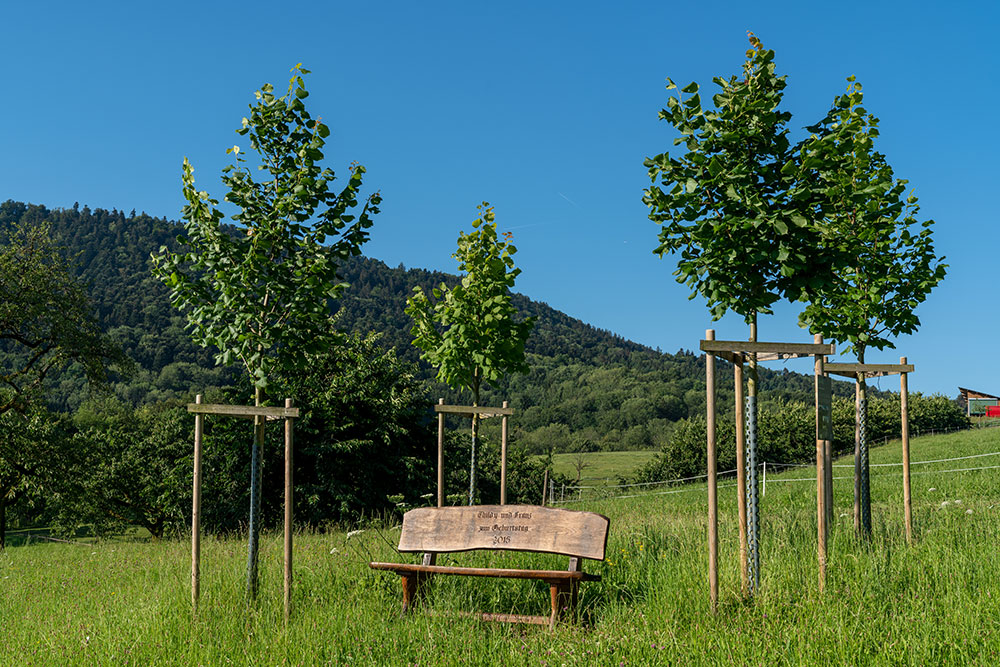 Jurapark-Baumkapelle in Schupfart