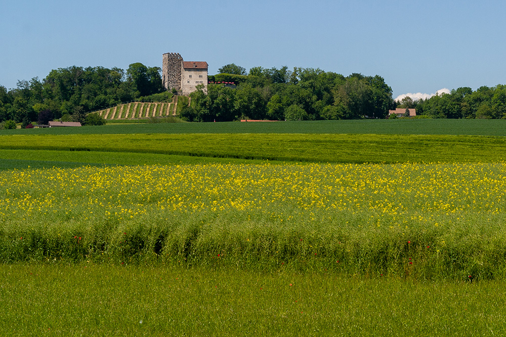 Schloss Habsburg