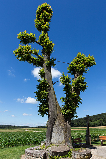 Tilleul de Lugnez JU