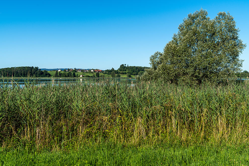 Pfäffikersee