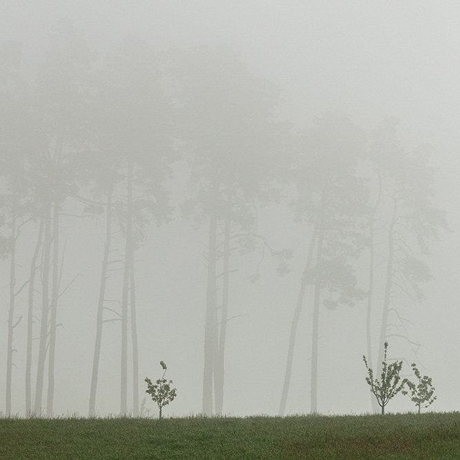 Bäume im Nebel