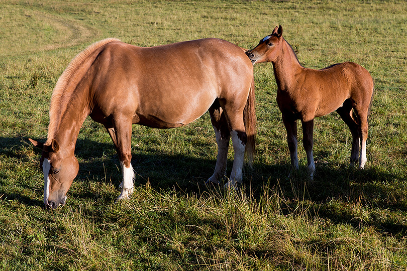 Chevaux Franches-Montagnes