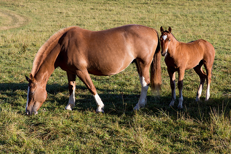 Chevaux Franches-Montagnes