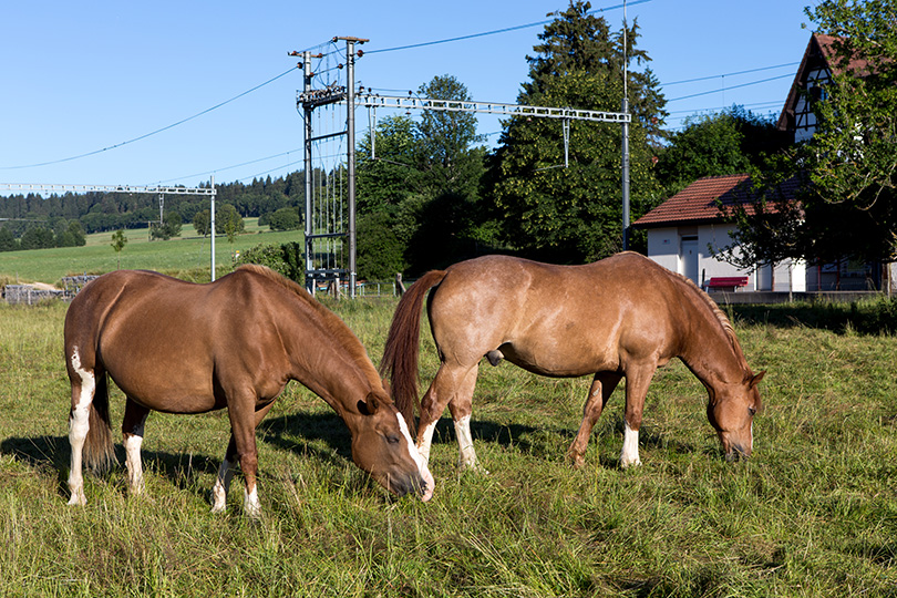 Freiberger Pferde