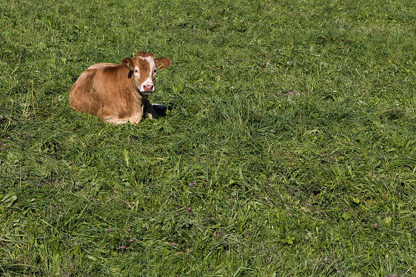 Une vache à Bex