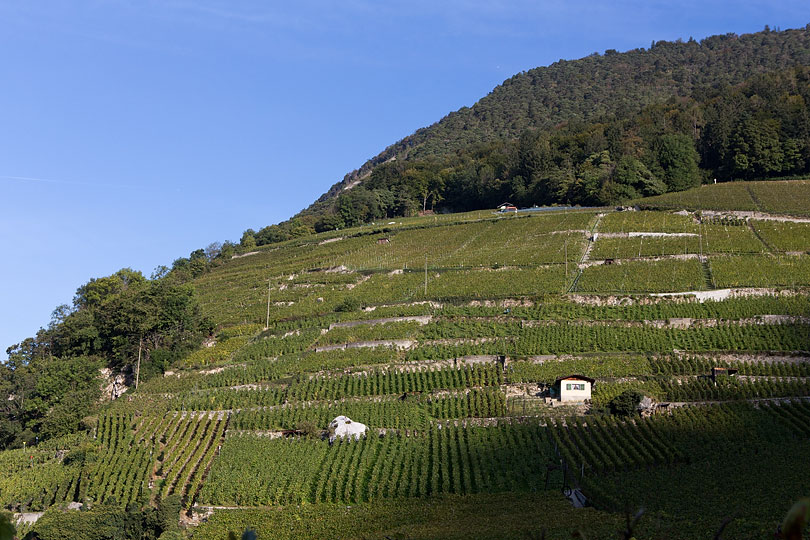 Le vignoble d'Ollon