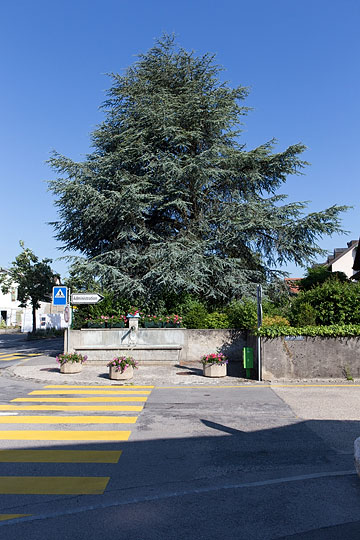 Arbre et Fontaine