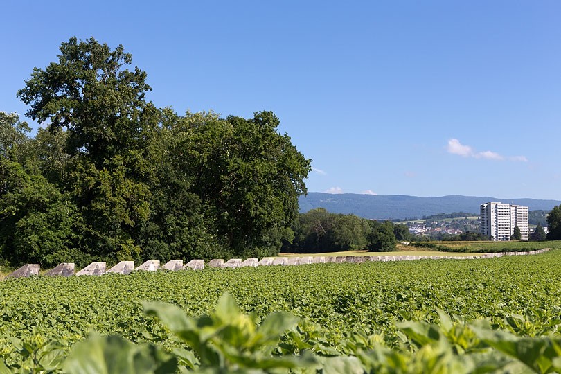 Sentier des Toblerones à Gland