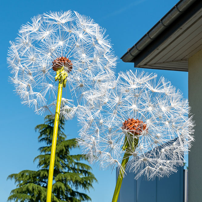 Pusteblumen