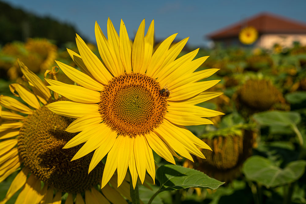 Sonnenblume