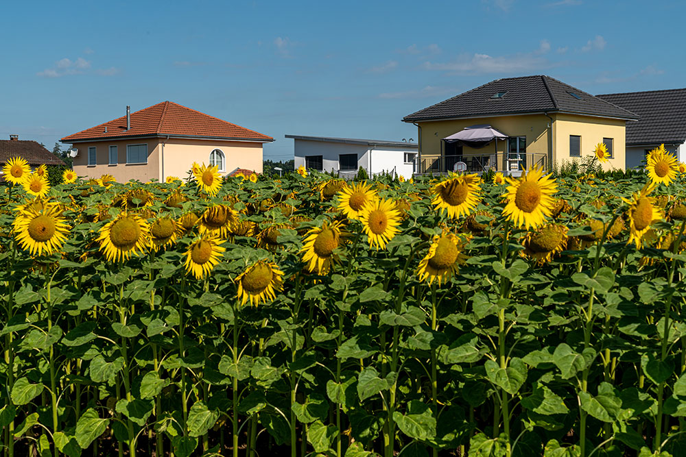 Sonnenblumenfeld