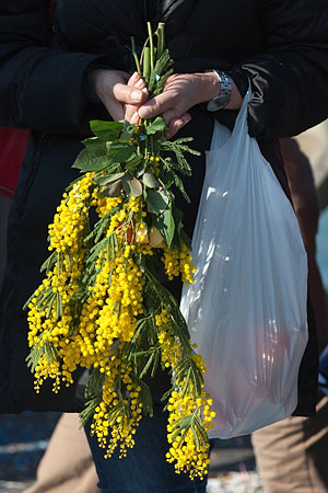 Mimosen