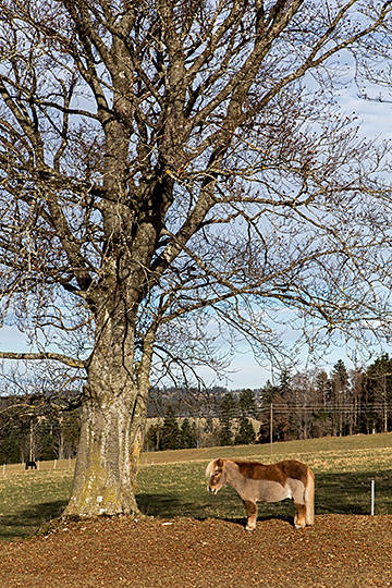 Fondation pour le cheval, Le Roselet