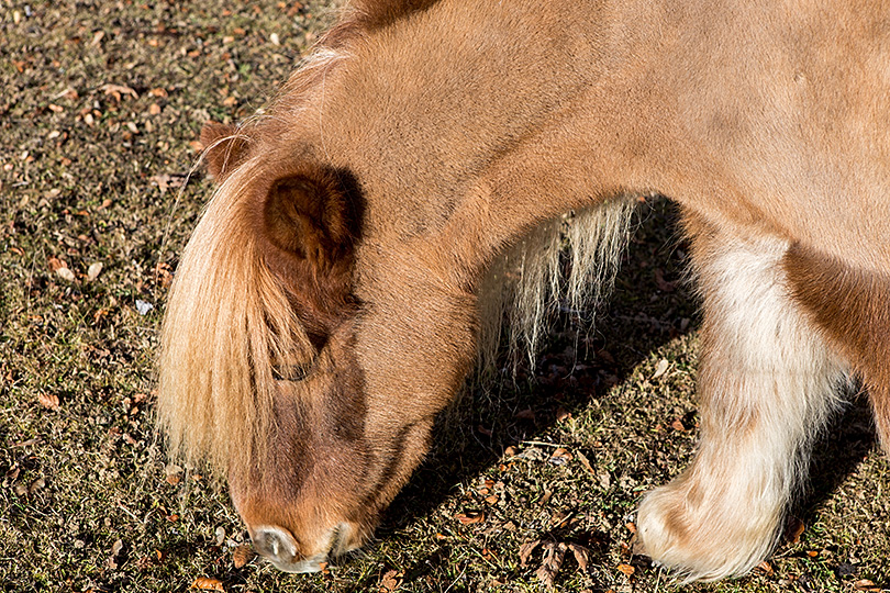 Fondation pour le cheval, Le Roselet