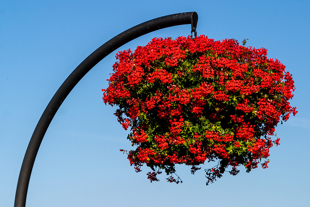 Décoration de fleurs