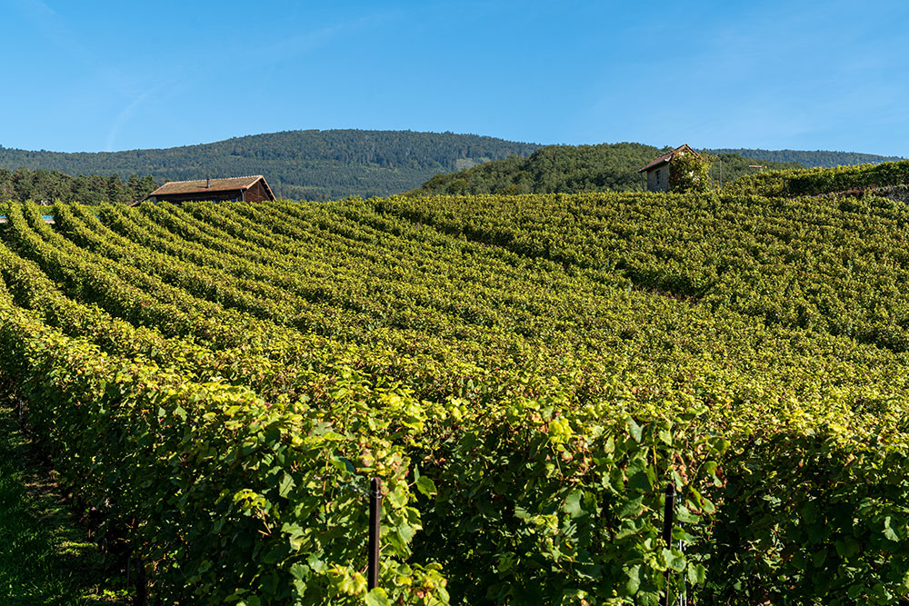 Vignoble à Bonvillars