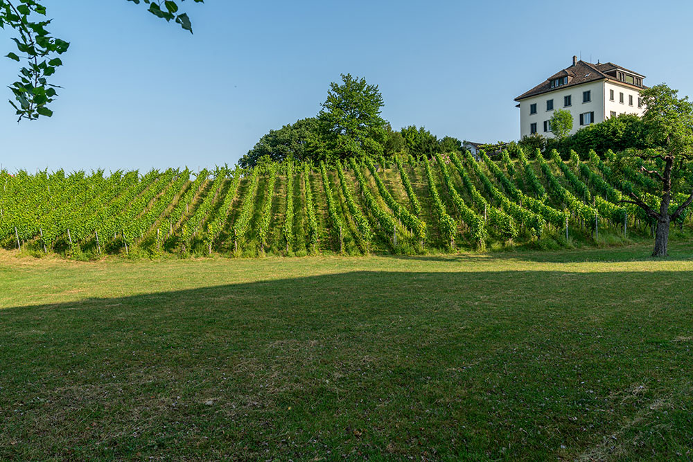 Weinberg Bürgli