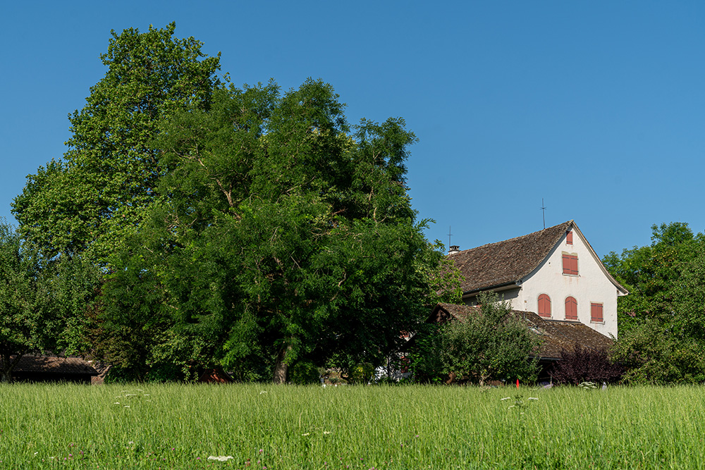 Burg Maur