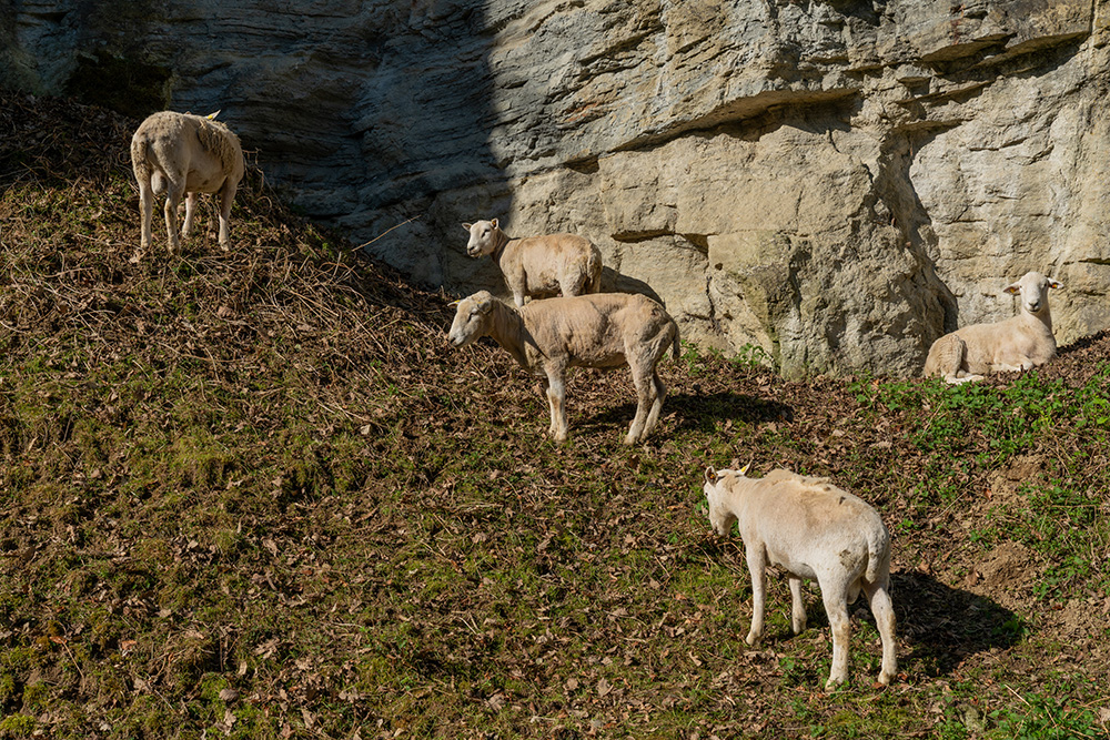 Steinbruch Mägenwil