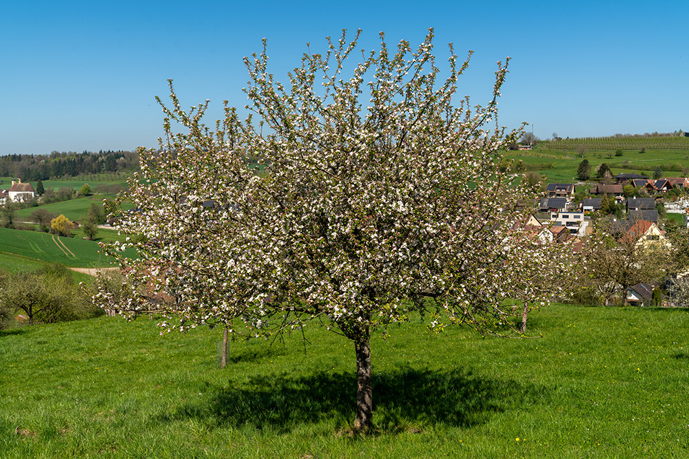 Apfelbaum