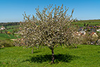 Olsberg-058