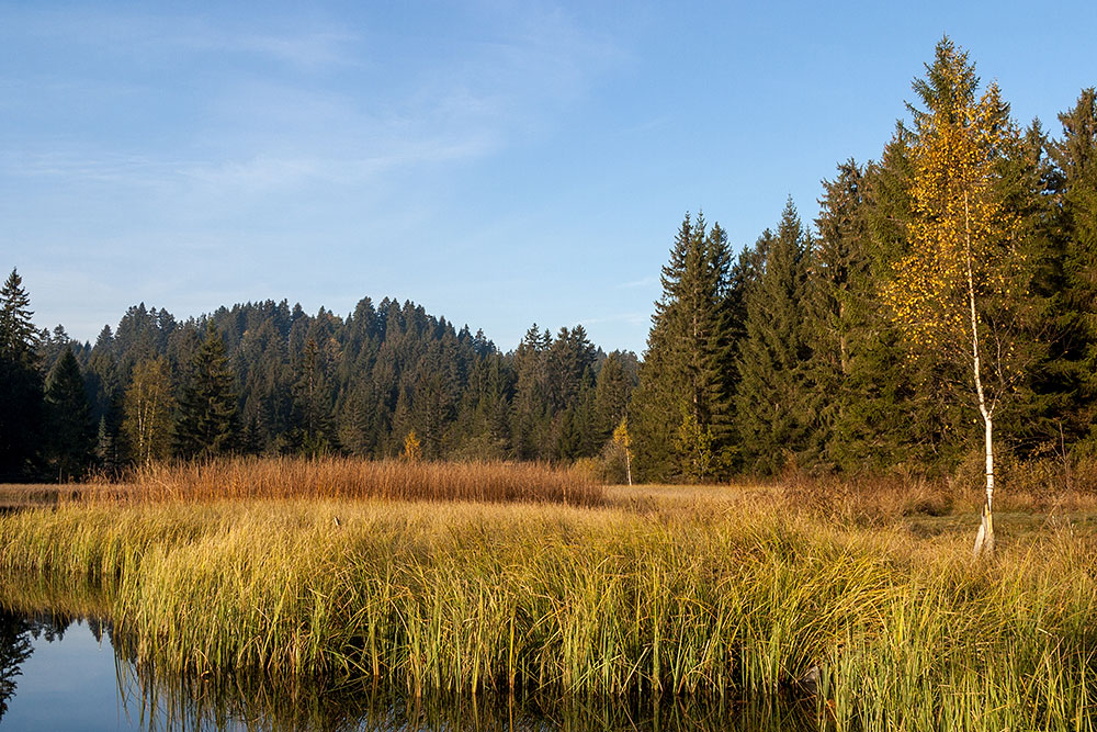 Etang de la Gruère