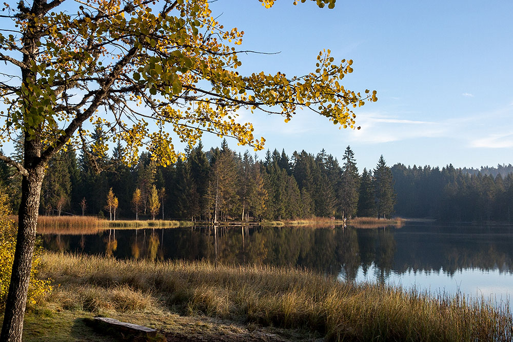 Etang de la Gruère