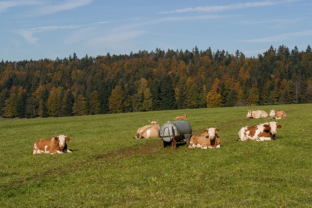 des vaches