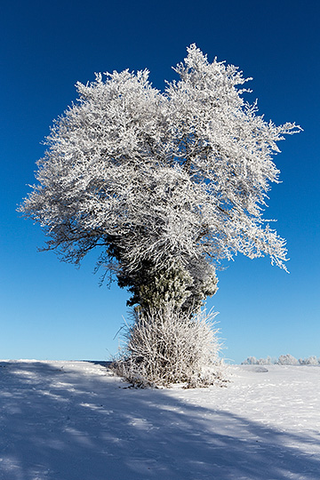 Gelée blanche