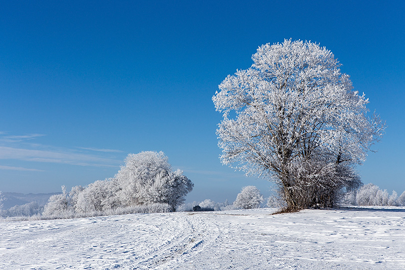 gelée blanche