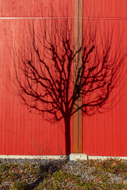 l'hombre d'un arbre