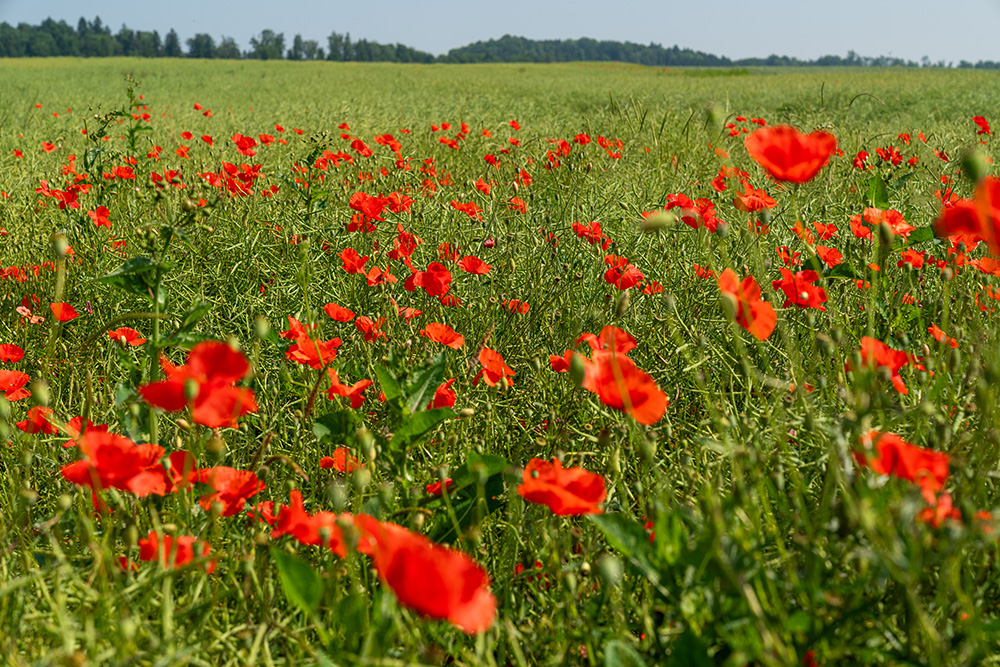 Mohn