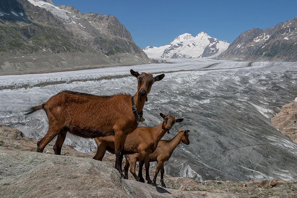 Ziegen vor dem Aletschgletscher