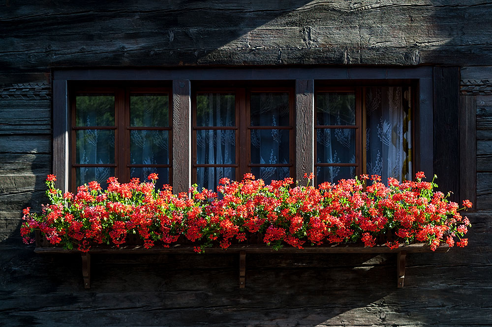 Festerblumenschmuck