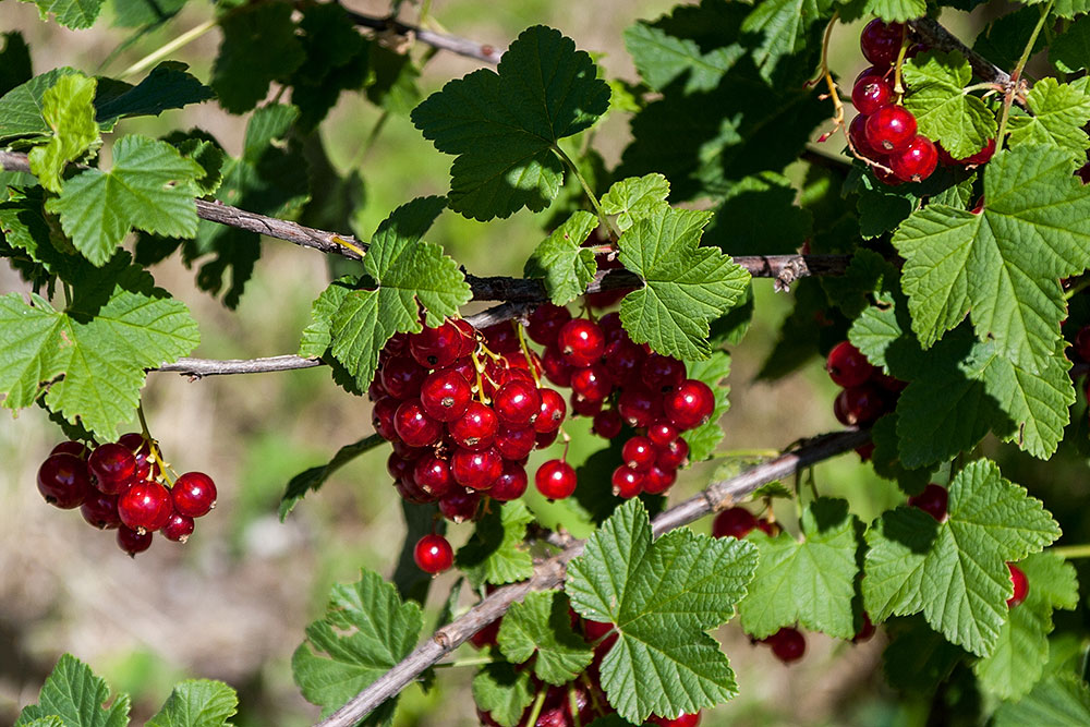 Johannisbeeren