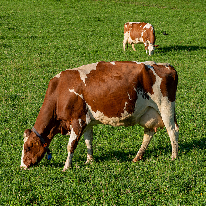 weidende Kühe