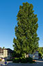 Bottmingen-BL-029