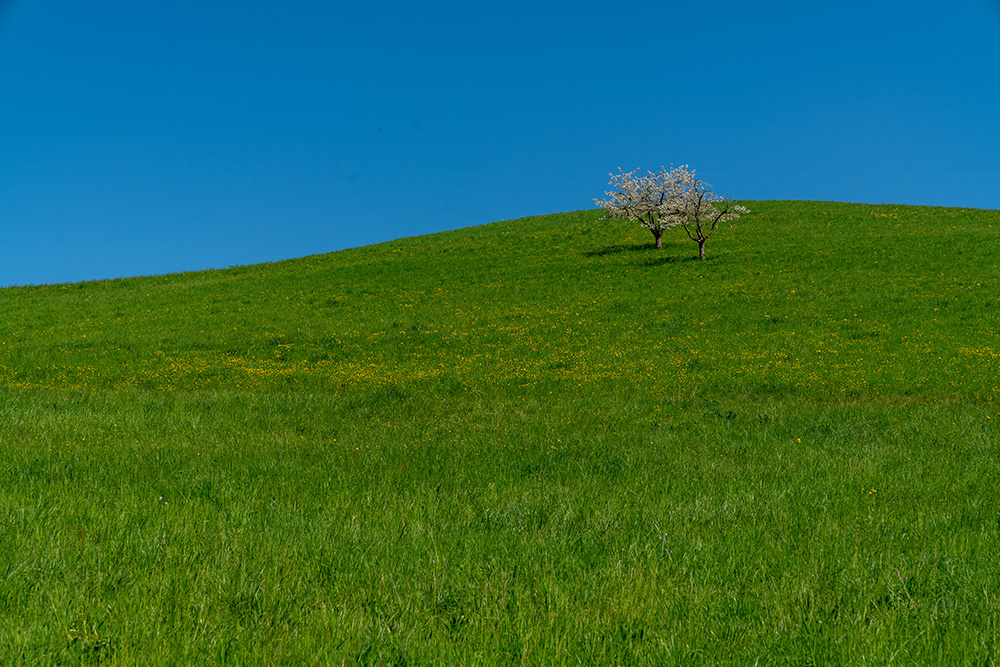 Kirschbäume in Arisdorf