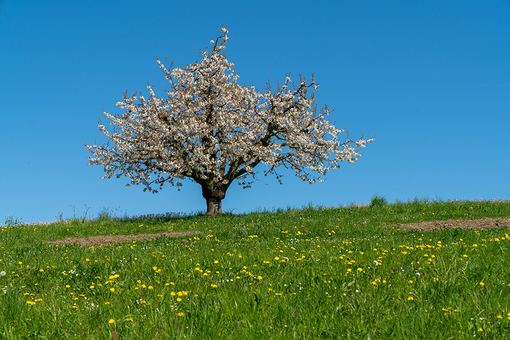 Kirschbaum