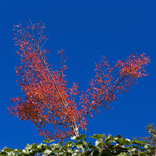 herbstfarben