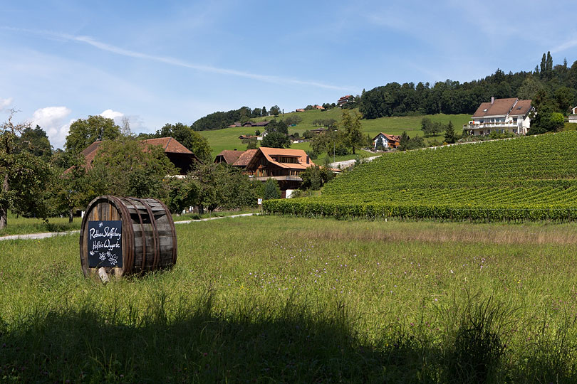 Rebberg am Ortbühlweg Steffisburg