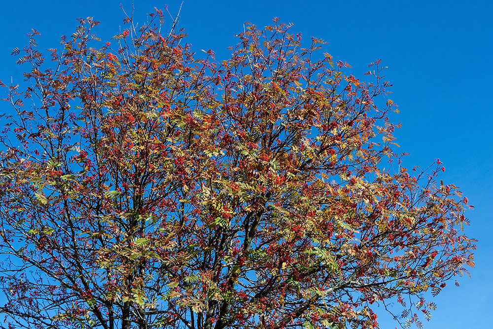 Vogelbeerbaum