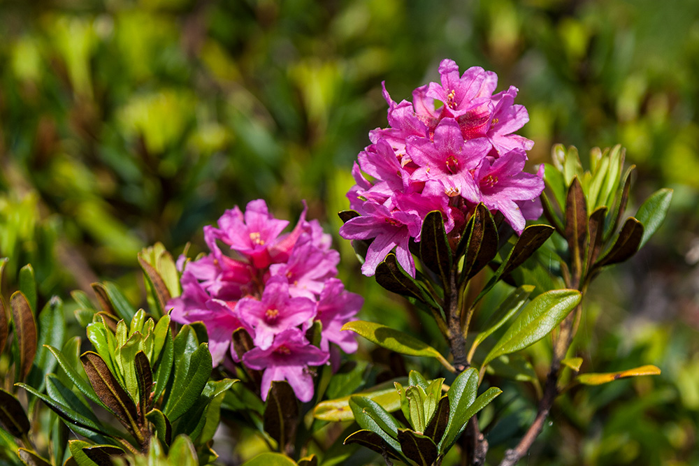 Alpenrosen