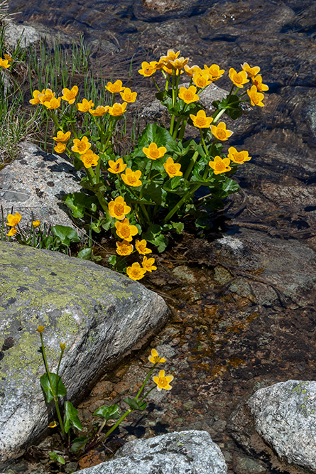 Alpenflora