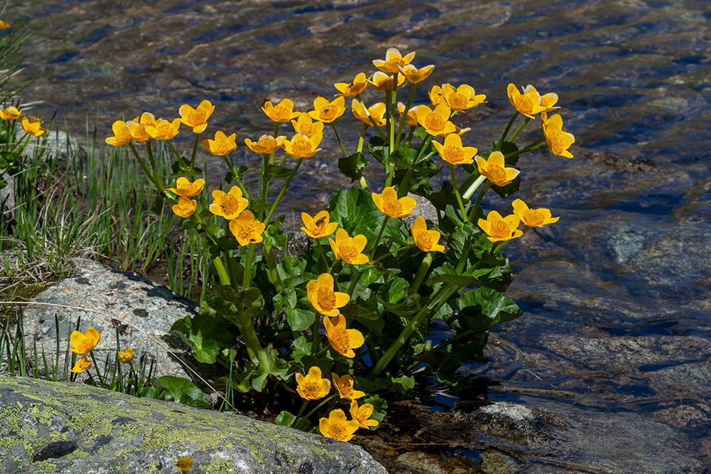 Alpenflora