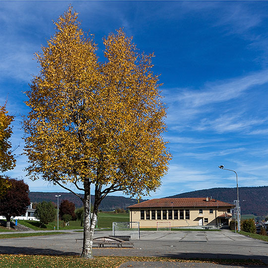 Salle de gymnastique à Tavannes