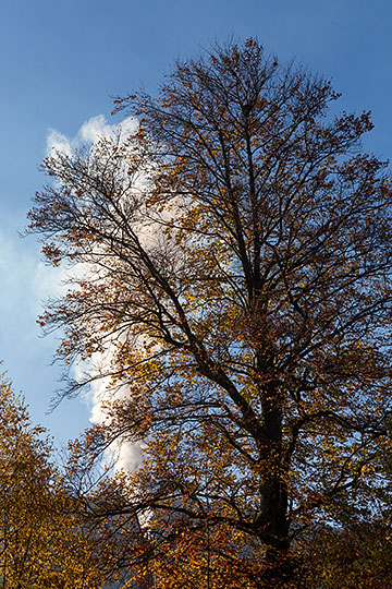 la fumée et l'arbre