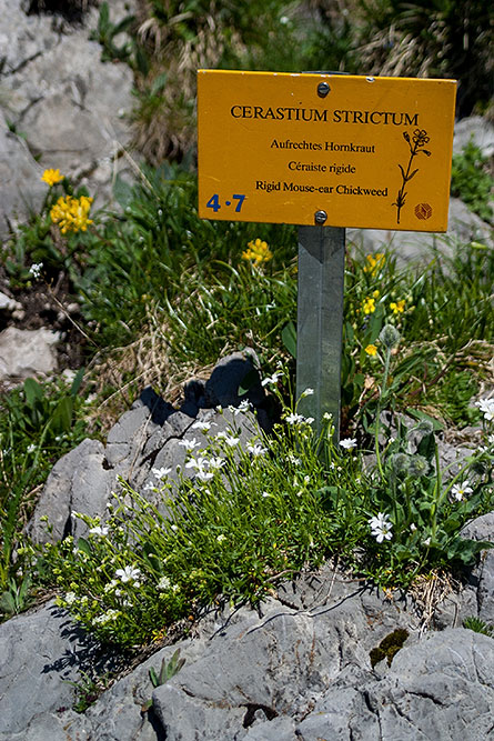 Alpenflora-Lehrpfad