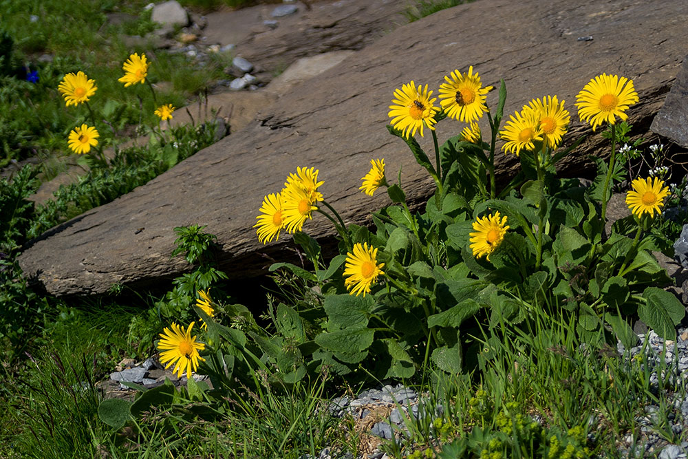 Alpenflora