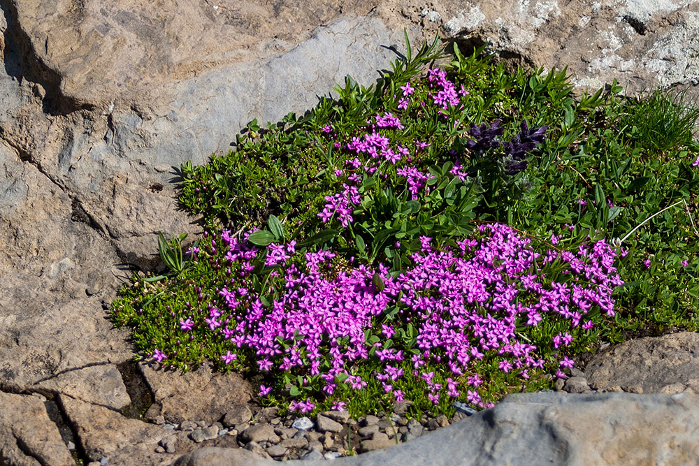 Alpenflora